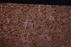 Cross Polarized, E46730