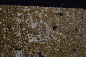 Cross Polarized, E46731