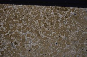 Cross Polarized, E46732