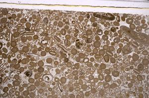 Plane Polarized, E46732