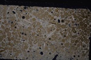 Cross Polarized, E46733