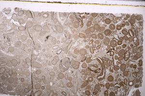 Plane Polarized, E46734