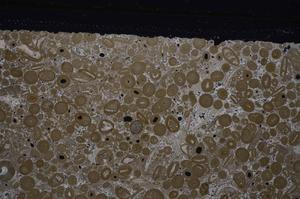 Cross Polarized, E46735