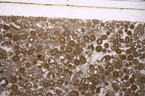 Plane Polarized, E46735