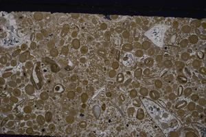 Cross Polarized, E46736