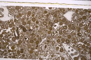 Plane Polarized, E46736