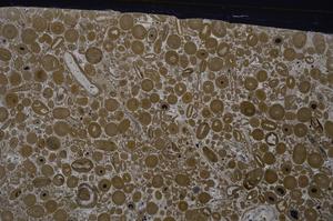 Cross Polarized, E46737