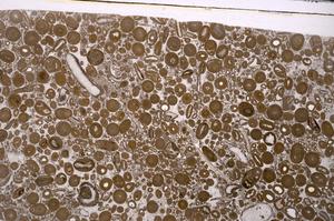 Plane Polarized, E46737