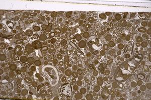 Plane Polarized, E46739