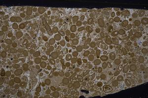 Cross Polarized, E46740