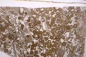 Plane Polarized, E46741