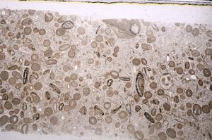 Plane Polarized, E46742