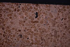 Cross Polarized, E46743