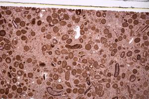 Plane Polarized, E46743