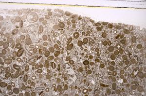 Plane Polarized, E46744