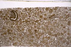 Plane Polarized, E46746