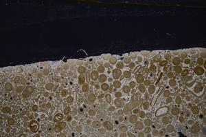 Cross Polarized, E46747