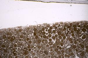 Plane Polarized, E46747