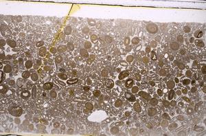 Plane Polarized, E46748