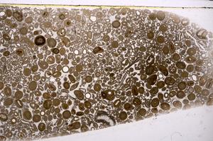 Plane Polarized, E46749