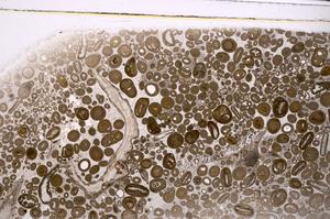 Plane Polarized, E46753