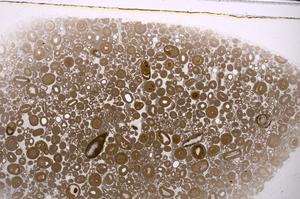 Plane Polarized, E46754