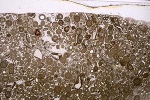 Plane Polarized, E46757