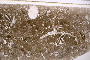 Plane Polarized, E46758