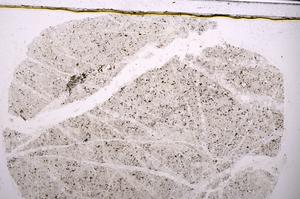 Plane Polarized, E46974