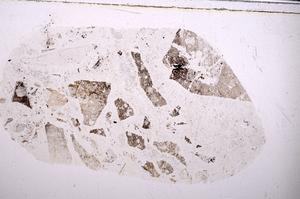 Plane Polarized, E46976