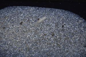 Cross Polarized, E47033