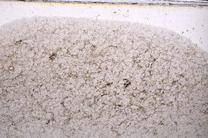 Plane Polarized, E47033