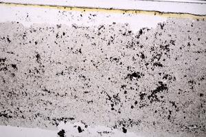 Plane Polarized, E47190