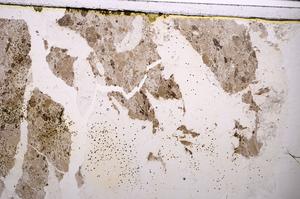 Plane Polarized, E47284/A