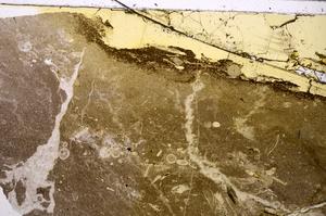 Plane Polarized, E47345