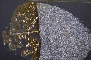 Cross Polarized, E47427