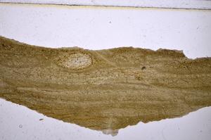 Plane Polarized, E47455