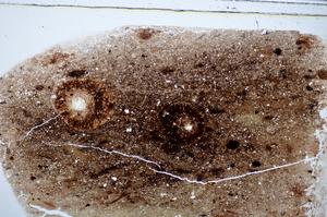 Plane Polarized, E47662