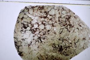 Plane Polarized, E47682/A