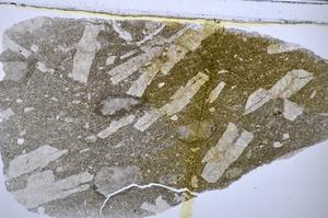 Plane Polarized, E47692/A