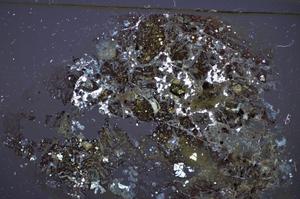 Cross Polarized, E47742