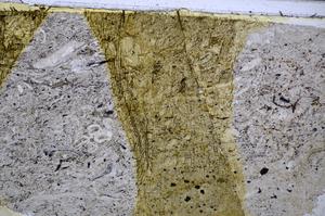 Plane Polarized, E47920