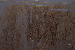 Cross Polarized, E48178