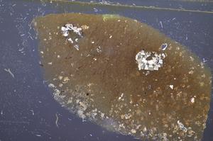 Cross Polarized, E48181