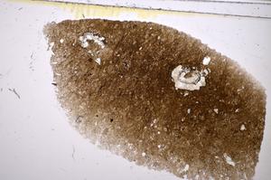 Plane Polarized, E48181