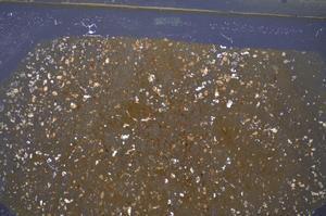 Cross Polarized, E48183