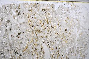 Plane Polarized, E48209