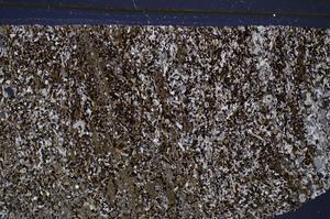 Cross Polarized, E48215