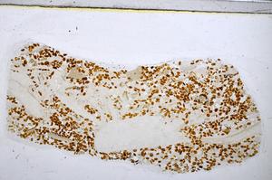 Plane Polarized, E48223/B