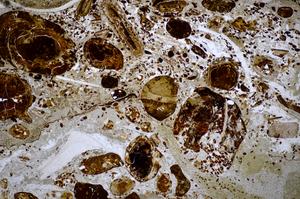 Plane Polarized, E48230/C